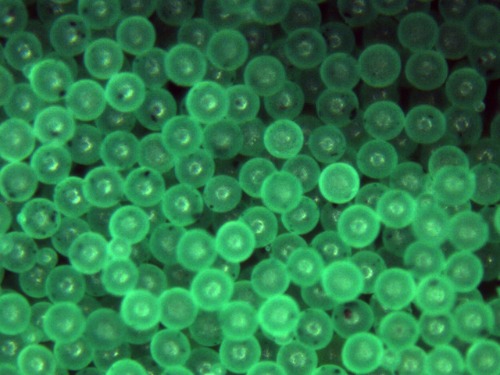 Green Polyethylene Microspheres 0.98g/cc -10um to 1200um (1.2mm)