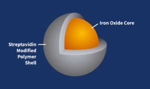 Streptavidin Iron Oxide Nanoparticles
