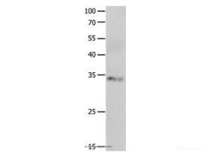 RBFOX3 Polyclonal Antibody