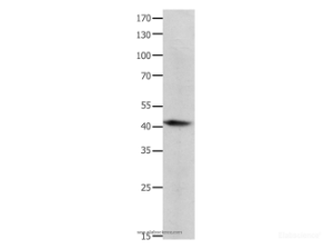 BMP4 Polyclonal Antibody