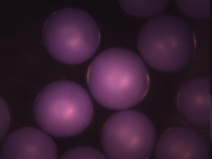 Fluorescent Violet Polyethylene Microspheres 1.00g/cc - 10um to 75um
