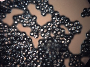 Black Paramagnetic Coated Glass Microspheres - Various sizes and densities