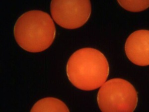 Fluorescent Orange Polyethylene Microspheres 1.00g/cc - 10um to 1000um (1mm)