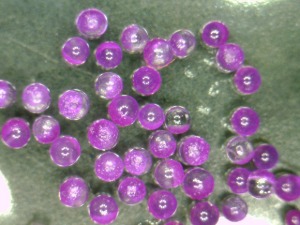 Violet Fluorescent-Coated Glass Microspheres - Various sizes and densities