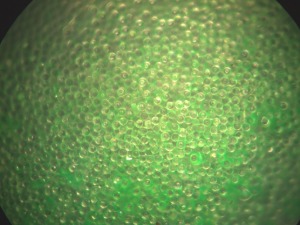 Green Fluorescent-Coated Glass Microspheres - Various sizes and densities