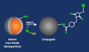 Amine Iron Oxide Nanoparticles Conjugation Kit
