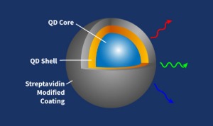 Streptavidin Quantum Dots