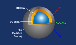 PEG Quantum Dots