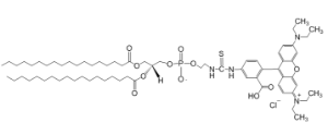 DSPE-Rhodamine B/DSPE-RhB