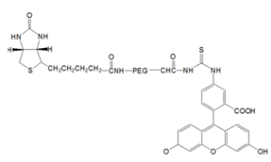 FL044041 - FITC-PEG-Biotin